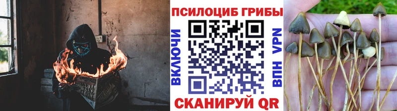 где можно купить Гаврилов Посад Псилоцибиновые грибы Cubensis